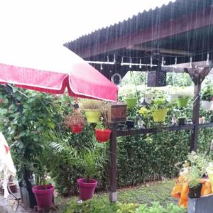 Schrebergarten ( Frankfurt am Main )