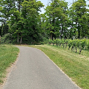 Wickerbachaue..............50.002372, 8.394841