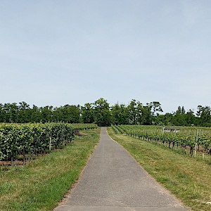 Wickerbachaue..............50.002372, 8.394841