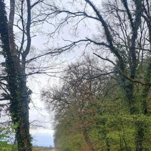 Wäldchen zum Genießen