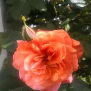 frauenfreund1