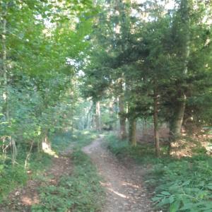 Roessler Weiher  /Parkplatz-Wald
