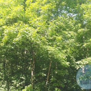 Sportplatz Oggenhausen