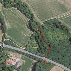 Wald neben dem Ostring