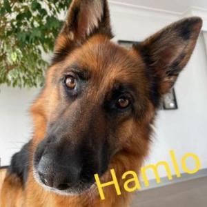 Mannisaq