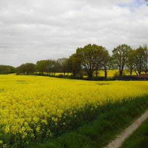 moechtegern7