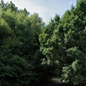 Parkplatz & Wald gegenüber Arbeidsamt
