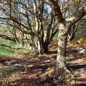 Strand Markgrafenheide-Rosenort