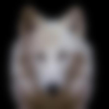 Alpha_Wolf