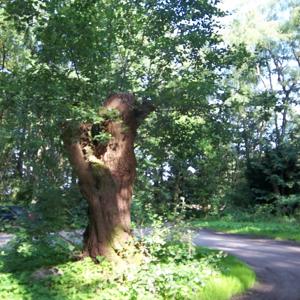 Horneburg/ Rüstjer Forst Parkplatz