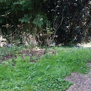 Bochingen Waldparkplatz/See
