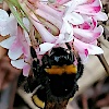 devoter-maso-bi